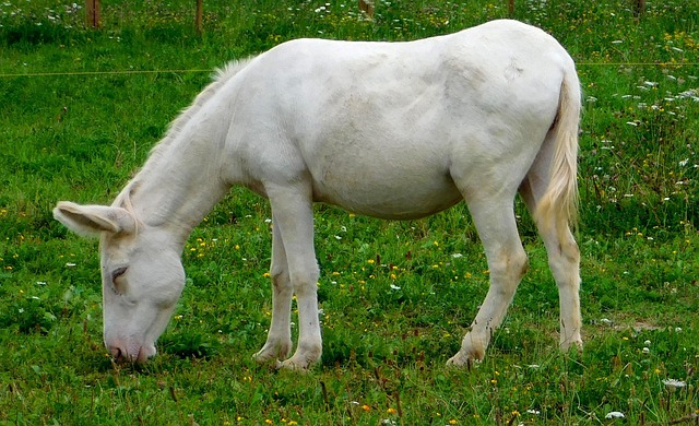 Smartphone showing a white noise app or video